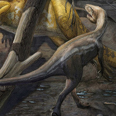 Neovenator and Eotyrannus 