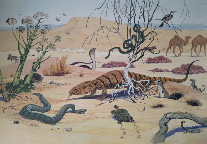 илл. из книги "На поиски животных" (Пустыни Центральной Азии)