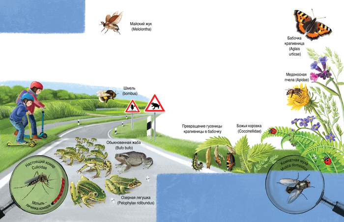 Иллюстрация для книги о природе