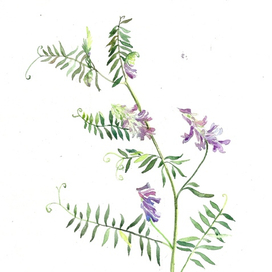 Мышиный горошек