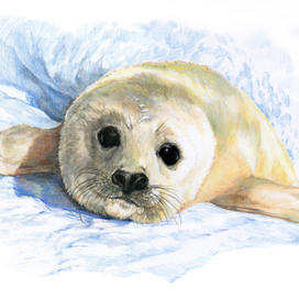 Морской котенок.