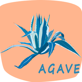 агава голубая 