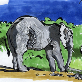 Нерешительный слон 