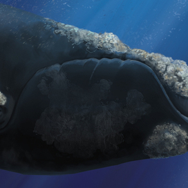 Южный кит (деталь)