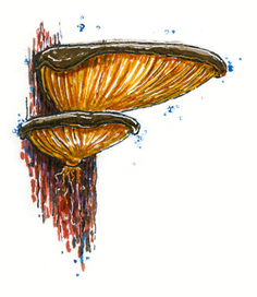 Трутовик (Серия "грибы")