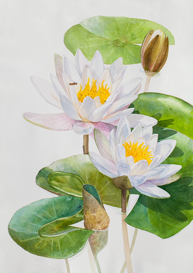 Кувшинка белая