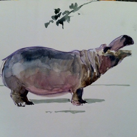 Бегемотик из Будапештского зоопарка