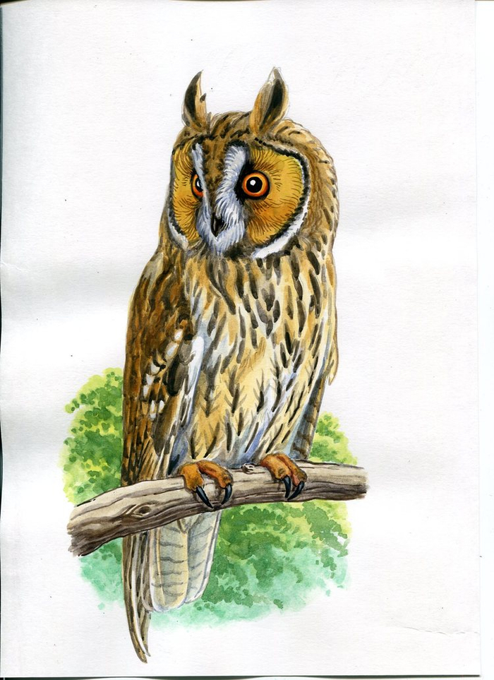 Ушастая сова