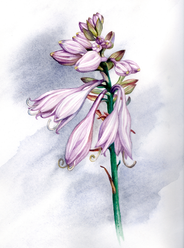 Соцветие Хосты