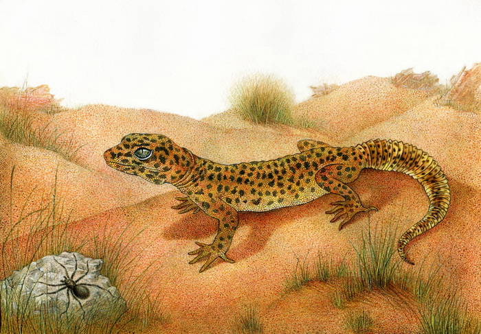 Эублефар Бонифатий