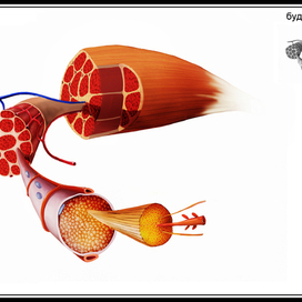структура мышц