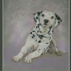 Далматин Мерфи