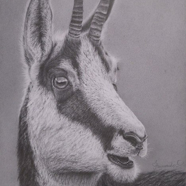 Горный козел (mountain goat)