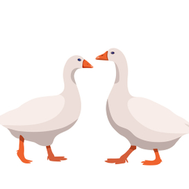 Два белых гуся