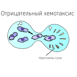 Отрицательный хемотаксис