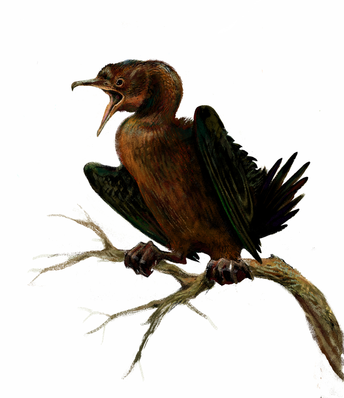 Баклан-пигмей (Phalacrocorax pygmaeu)