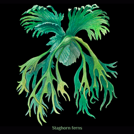 Ботаническая иллюстрация. Кактус Boobie plant