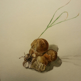 Семейка грибов