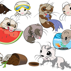 Веселые хорьки