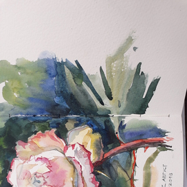 Чайная роза