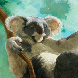 Коала | Зарисовка