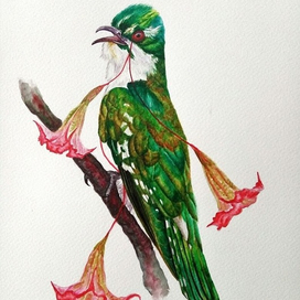 Бругмансия