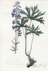  Delfinium cuneatum. Живокость клиновидная