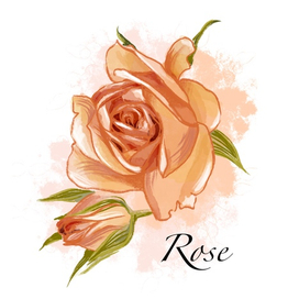 Иллюстрация цветы роза