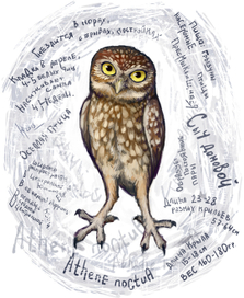 Домовой сычик