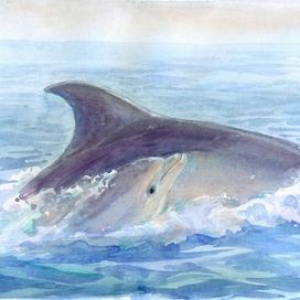 "Глаза дельфиненка"