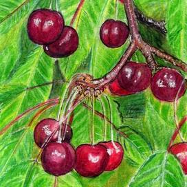 Черешни