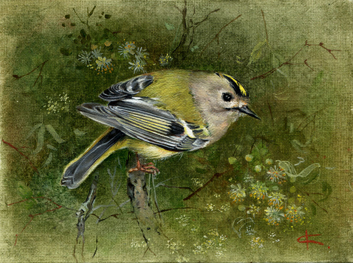 Королек желтоголовый