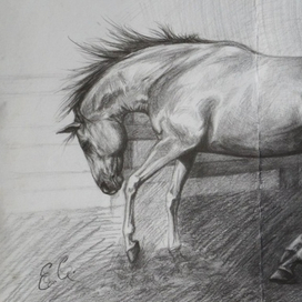 Жеребец ч/б