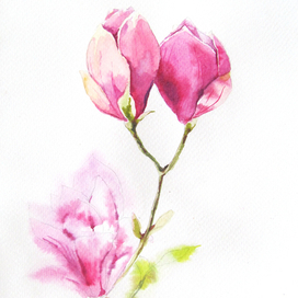 Magnolia flowers in watercolor