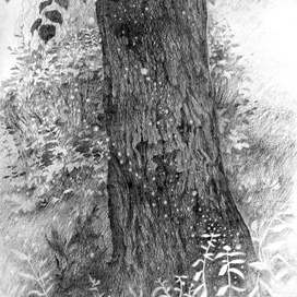 Портрет липы