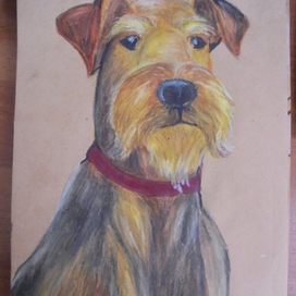 Альдертерьер