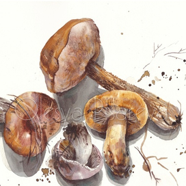 Осенние находки