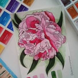 пион (графика +акварель)