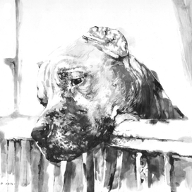 Просто собака