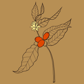 Кофейная ветка