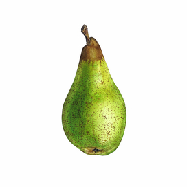 Груша