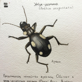 Жук-домино