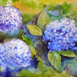 Голубая гортензия