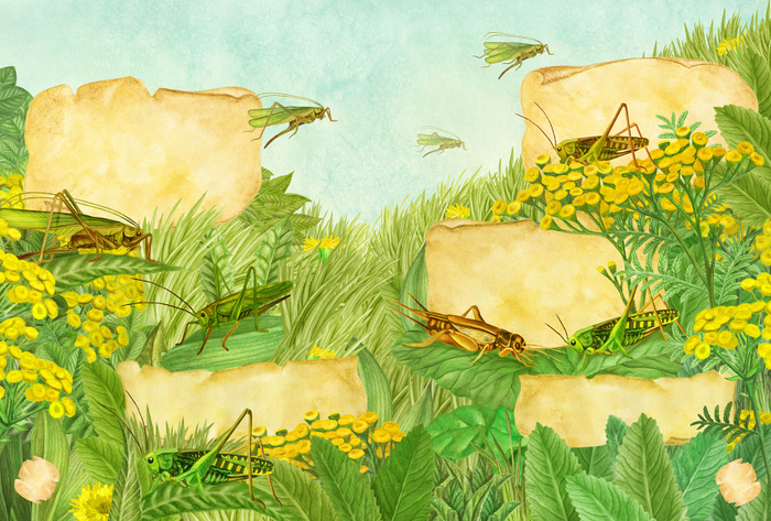 Большая Книга Насекомых