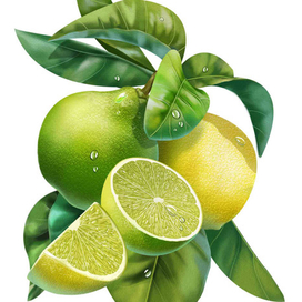 Бергамот (элемент принта для компании Фаберлик)