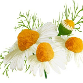 Ромашки