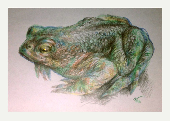 Усички-пусички жабка-2