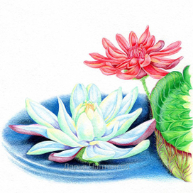 Кувшинка, Цветочные имена