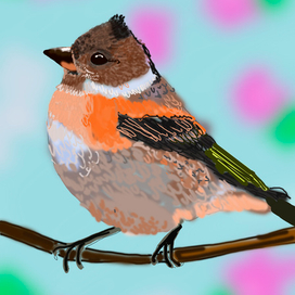 Юрок пересмешник