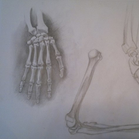 Скелет руки